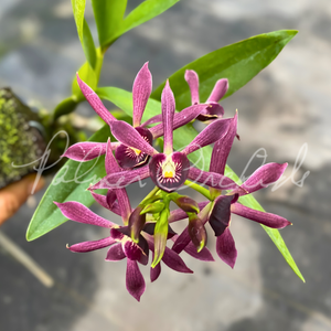 Grc. Black Comet 'Indigo Blue' — Palmer Orchids